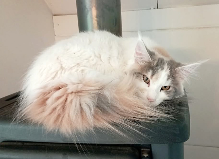 Zum Schlieen Foto anklicken!