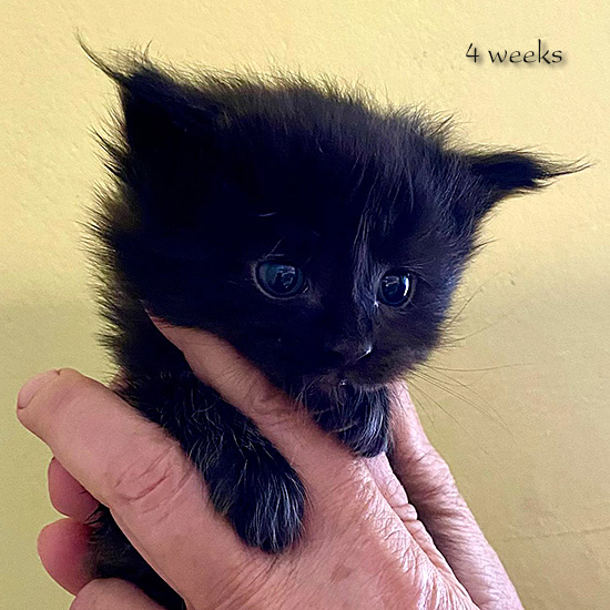 Zum Schlieen Foto anklicken!