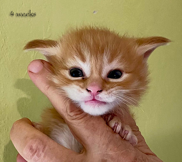 Zum Schlieen Foto anklicken!