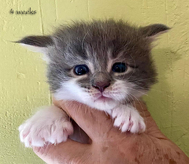 Zum Schlieen Foto anklicken!