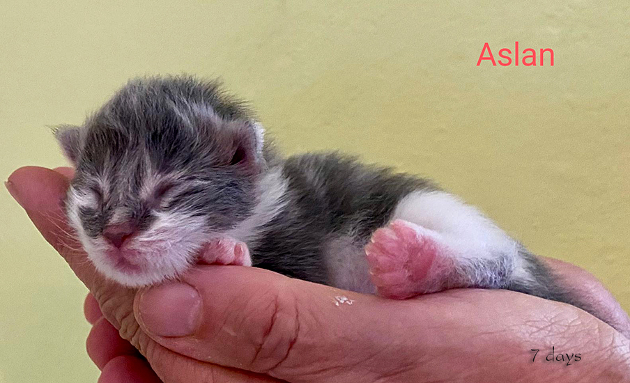 Zum Schlieen Foto anklicken!