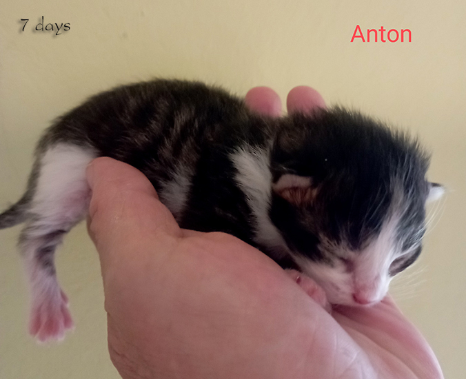 Zum Schlieen Foto anklicken!