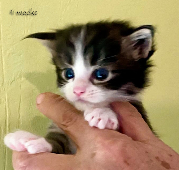 Zum Schlieen Foto anklicken!