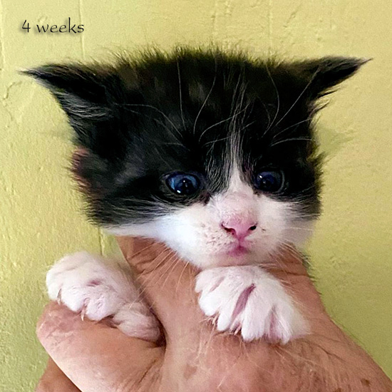 Zum Schlieen Foto anklicken!